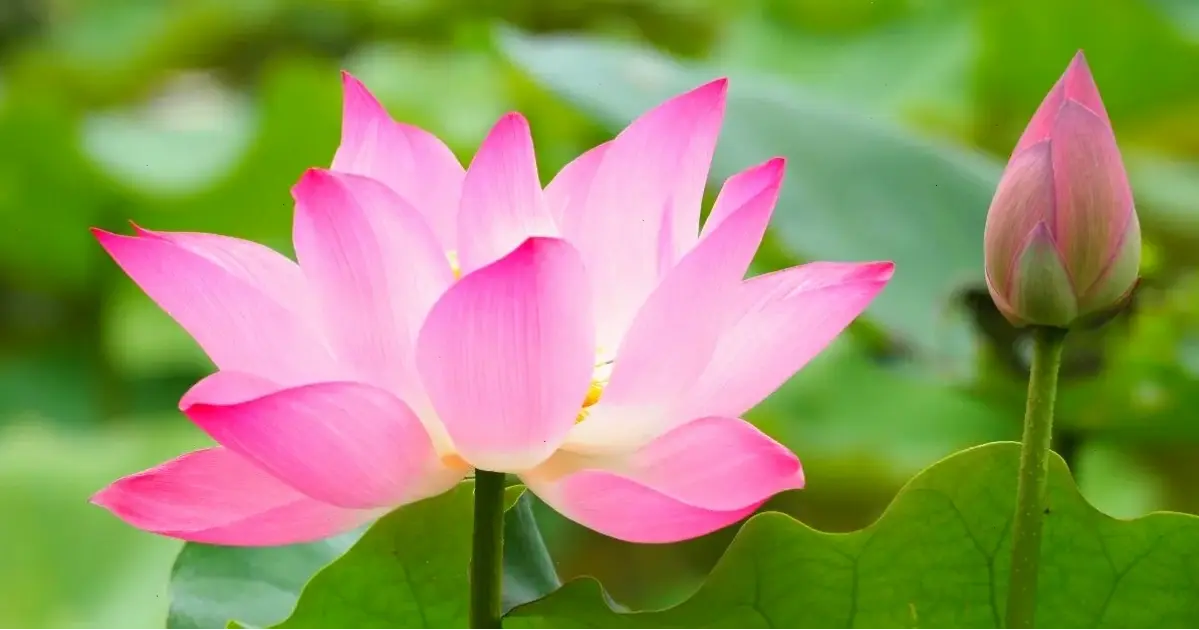 Chi tiết tuyệt đẹp của hoa sen qua góc chụp macro vào bình minh, tiết lộ vẻ tinh tế và sức sống mãnh liệt của thiên nhiên.