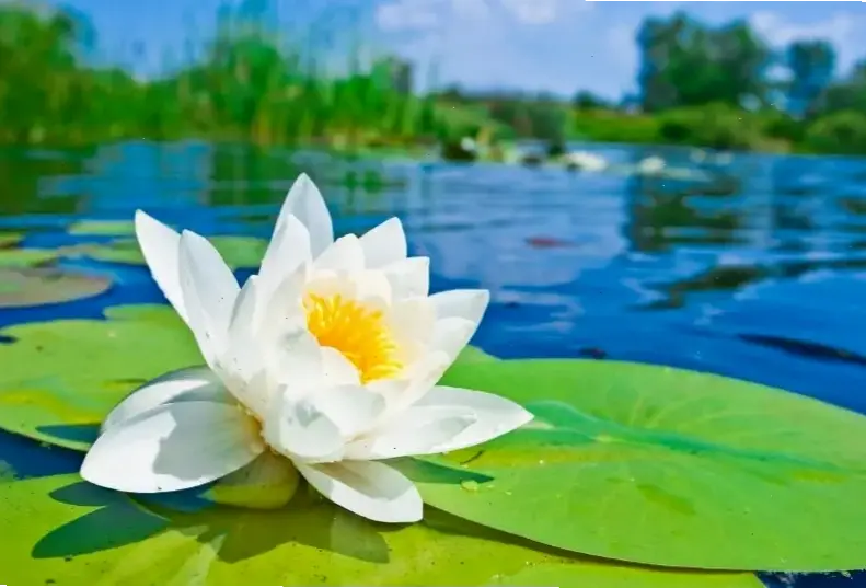 Hoa sen đầm nước tươi tốt, mang đến bức tranh thiên nhiên yên bình và đầy sức sống, mời gọi khám phá.