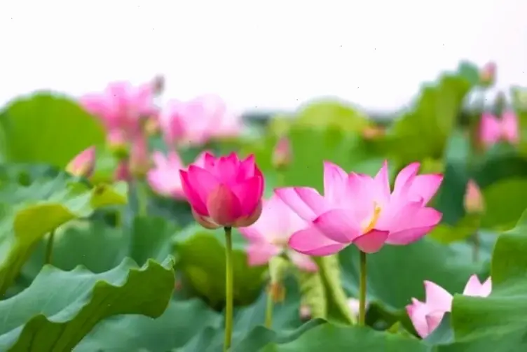 Hoa sen mang ý nghĩa tâm linh sâu sắc dưới ánh bình minh, biểu tượng cho sự giác ngộ và bình yên nội tại.