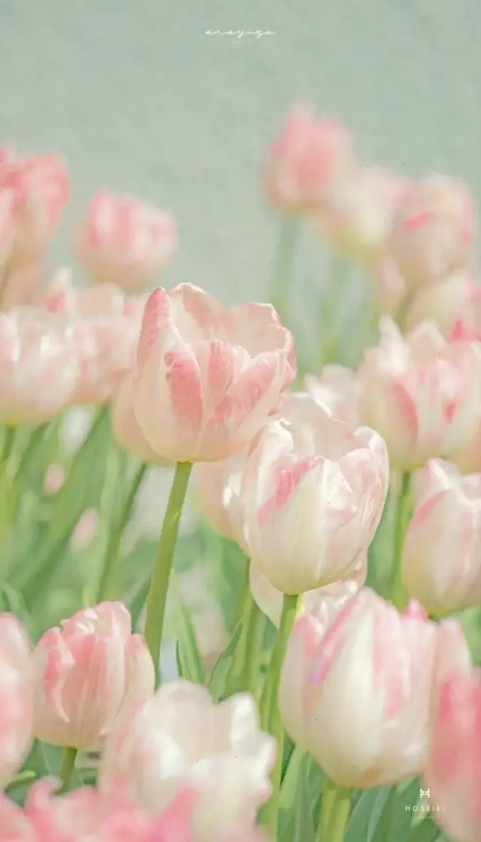Tulip lãng mạn cho ngày 8/3, khơi dậy cảm xúc ngọt ngào và kỷ niệm đáng nhớ.