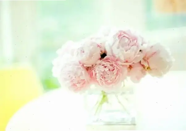 Tulip tặng mẹ yêu, thể hiện lòng biết ơn và tình cảm ấm áp nhất.