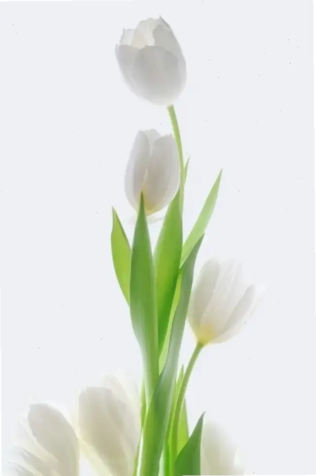 Tulip trang trí sự kiện, tạo không gian tươi tắn và ấn tượng cho mọi buổi lễ.