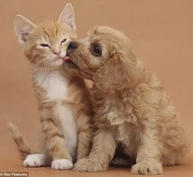 Khám Phá Avatar Cặp Chó Mèo Cute, Độc Nhất Và Hấp Dẫn!