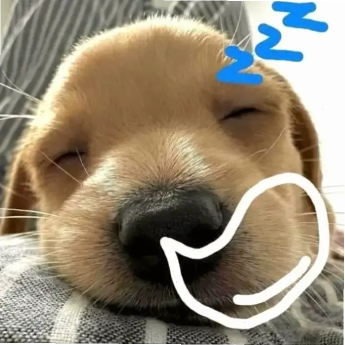 Khám Phá Avatar Chó Chất Siêu Độc Đáo Và Hấp Dẫn Ngay!