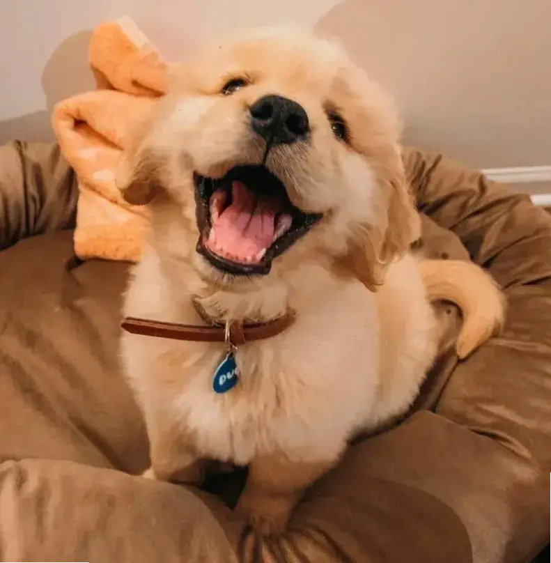 Avatar Chó Cute: Niềm vui dễ thương biến profile bạn thành thế giới đáng yêu, khiến ai cũng phải mỉm cười!