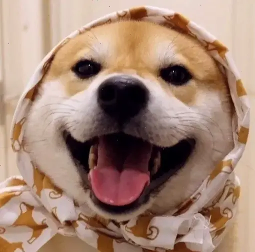 Khám Phá Avatar Chó Shiba Bựa độc đáo, hài hước và bất ngờ ngay!