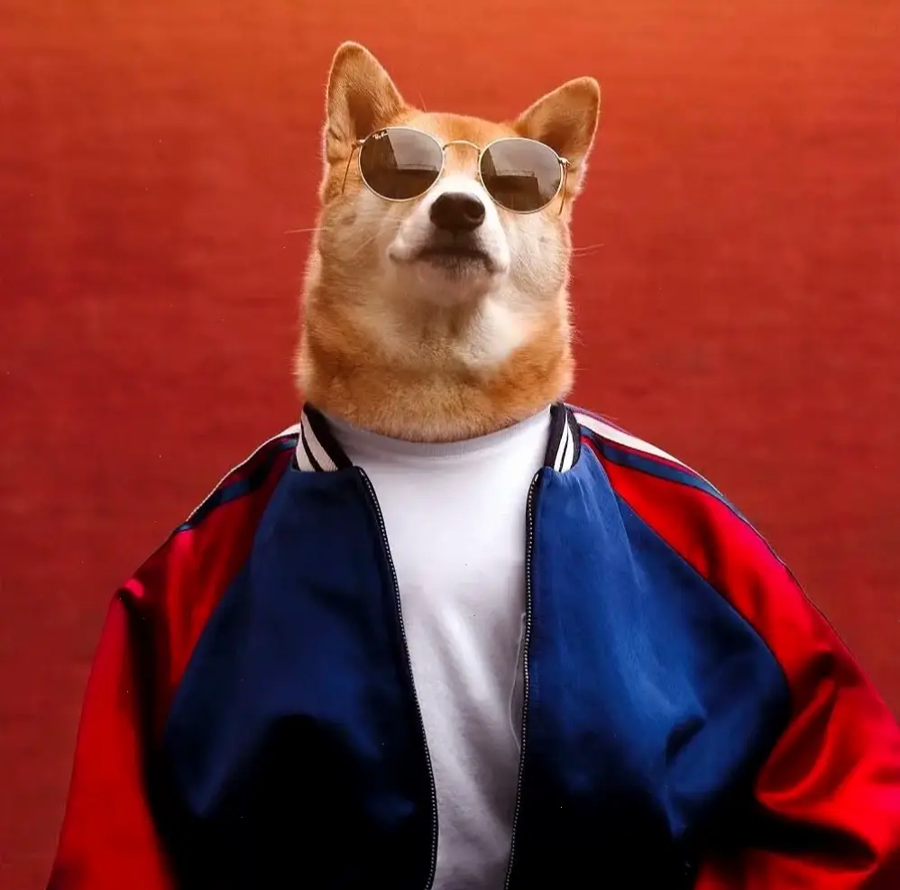 Khám phá Avatar chó Shiba ngầu nhất, phong cách đô thị mạnh mẽ và tràn đầy năng lượng bất tận!
