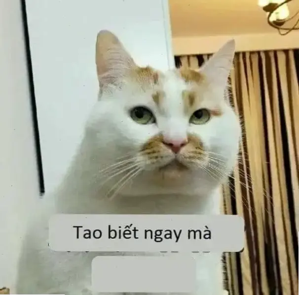 Hãy Khám Phá Meme Chó Mèo Avatar Siêu Độc Đáo Ngay!