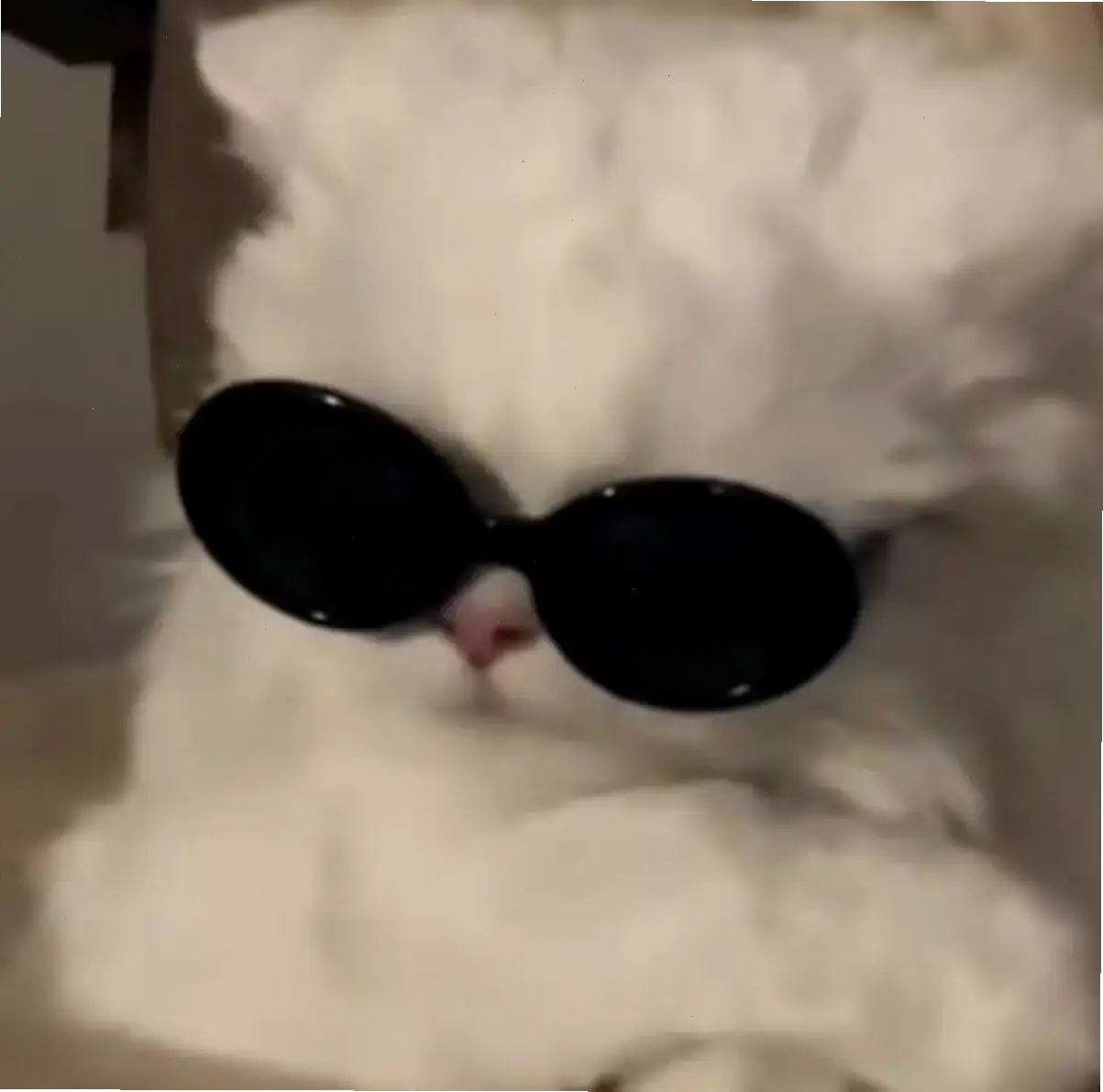 Hãy Khám Phá Avatar Mèo Đeo Kính Độc Lạ Ngay!