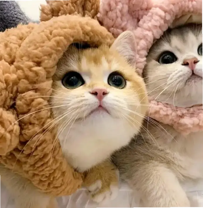 Avatar Mèo Đôi – biểu tượng dễ thương, sáng tạo, mang đến sức hút độc đáo cho profile của bạn!