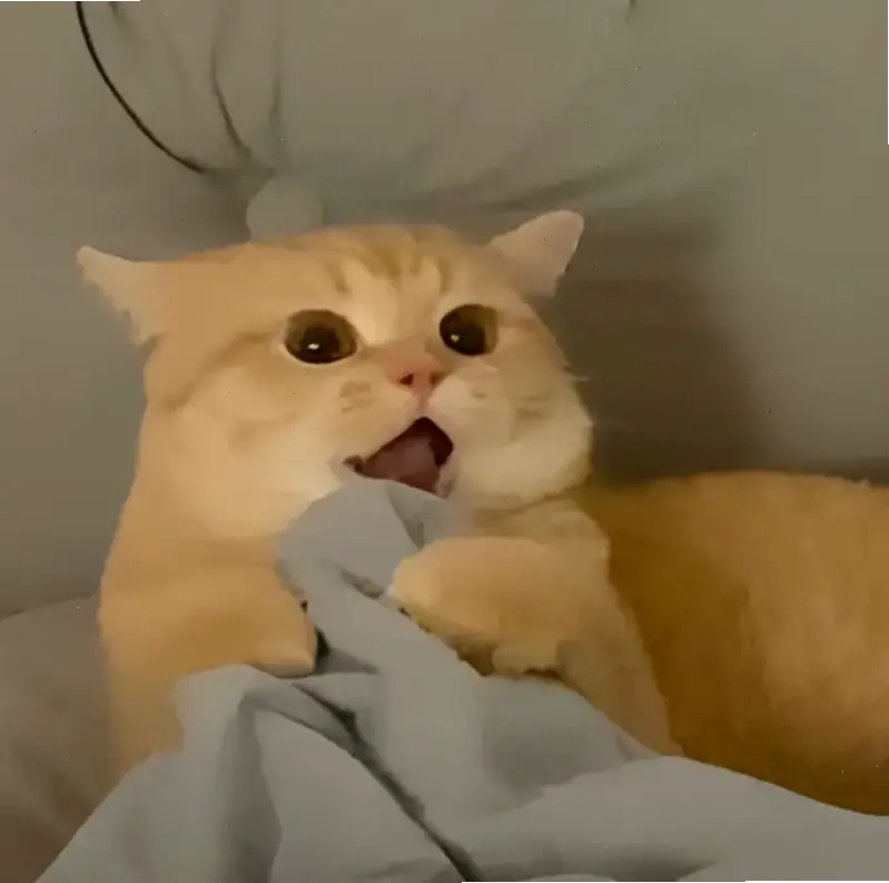 Xem ngay Avatar Mèo Hài Cute độc nhất! Hấp dẫn và thôi thúc click.