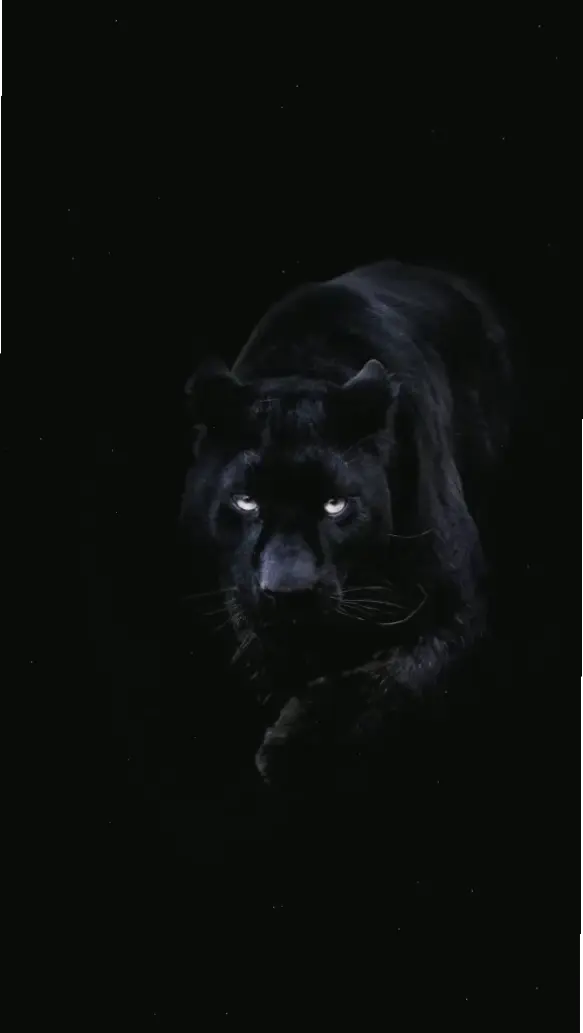 Background đen 4K ấn tượng, phù hợp mọi nền tảng, mang đến vẻ đẹp tối giản và sắc nét cho thiết bị của bạn!