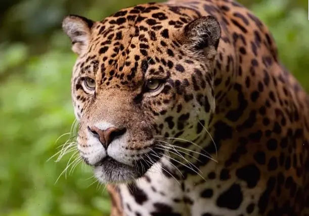 Báo săn trong khung cảnh thơ mộng, nơi sức mạnh hòa quyện với vẻ đẹp huyền ảo của thiên nhiên ban đêm.