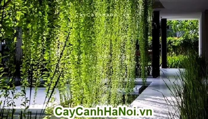 Biến ban công thành khu vườn nhỏ với hoa cúc tần, tận hưởng không khí trong lành và vẻ đẹp thiên nhiên.