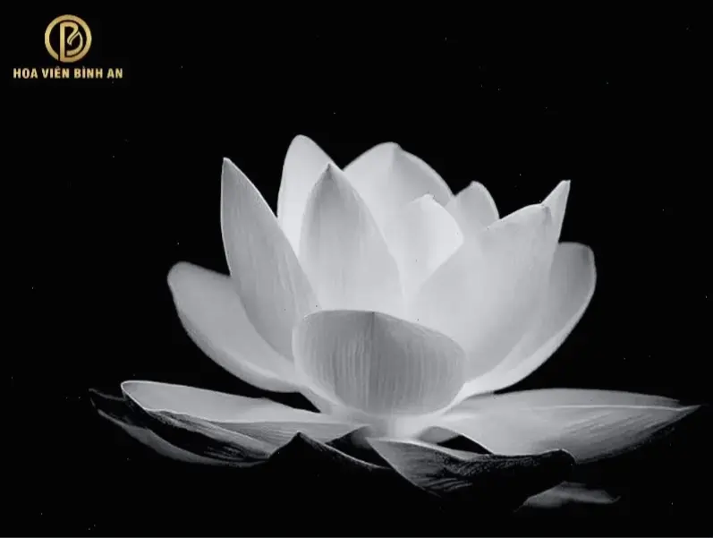 Biểu tượng hoa sen: Đại diện sự tái sinh, vẻ đẹp và sức mạnh nội tại vượt qua nghịch cảnh.