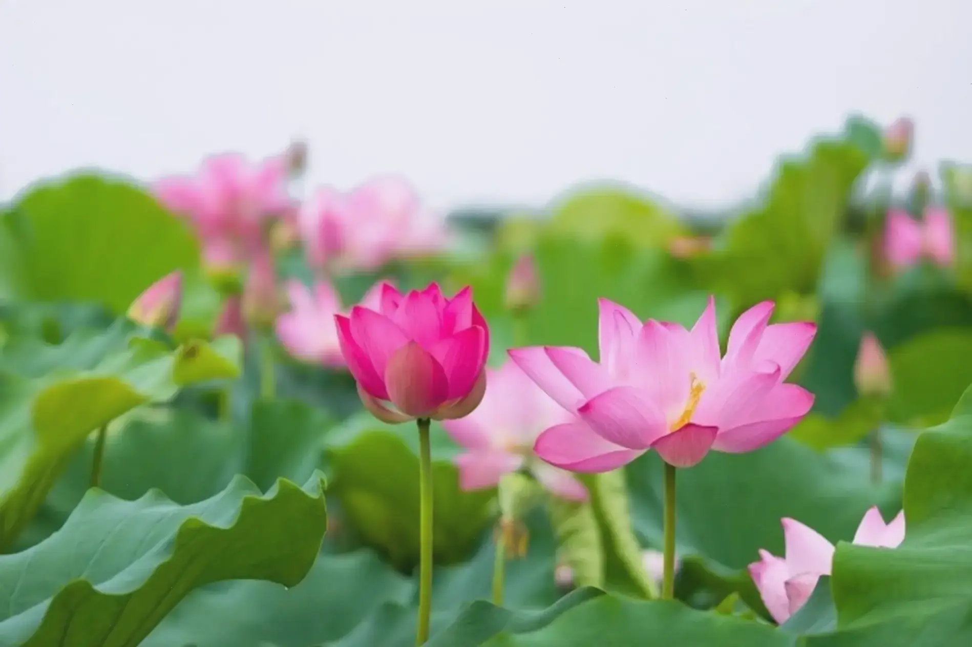 Bình minh rực rỡ với hoa sen e ấp nở, khởi đầu ngày mới đầy hy vọng và ánh sáng dịu dàng.