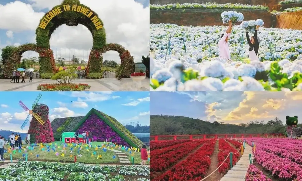 Bó hoa cẩm tú cầu từ đồng quê, biểu tượng của sự tươi mới và tinh tế.