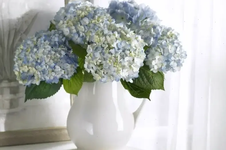 Bó hoa cẩm tú cầu xinh đẹp, món quà hoàn hảo để thể hiện tình cảm và mang niềm vui đến người thân yêu.