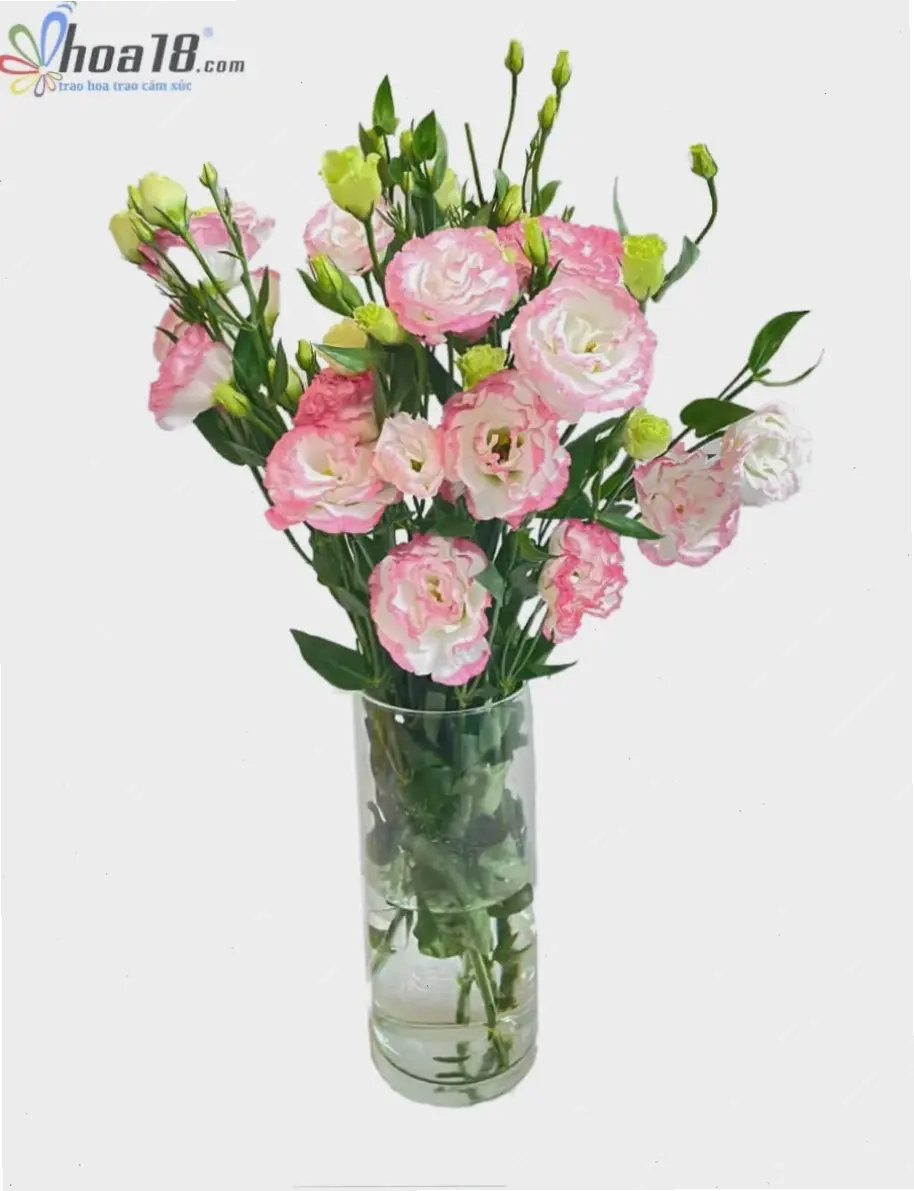 Bó hoa cát cánh xinh xắn, món quà ý nghĩa dành tặng người thân với thông điệp yêu thương.