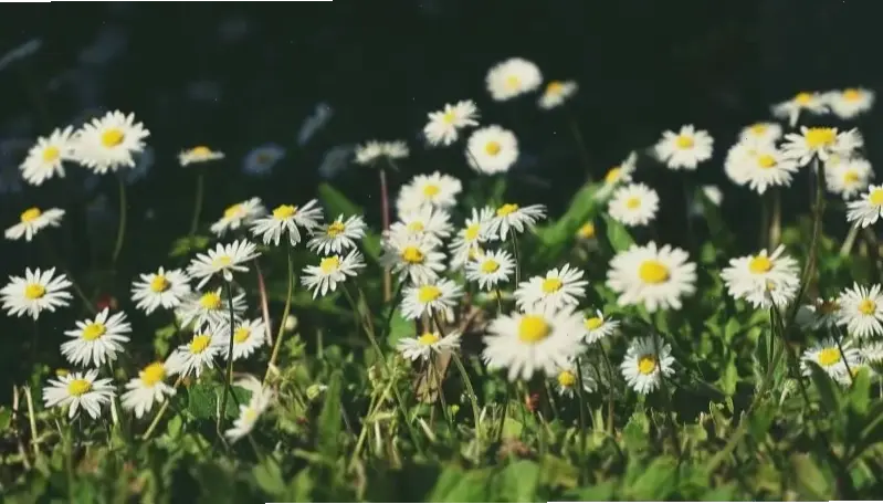 Bó hoa cúc tần xinh xắn lý tưởng làm quà tặng, thể hiện tình yêu và sự quan tâm chân thành.