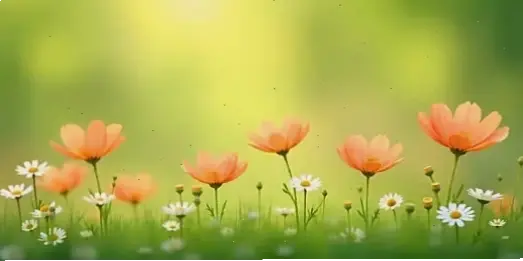 Bó hoa cúc tươi từ đồng quê, lý tưởng cho dịp đặc biệt với hương thơm dịu dàng và ý nghĩa.