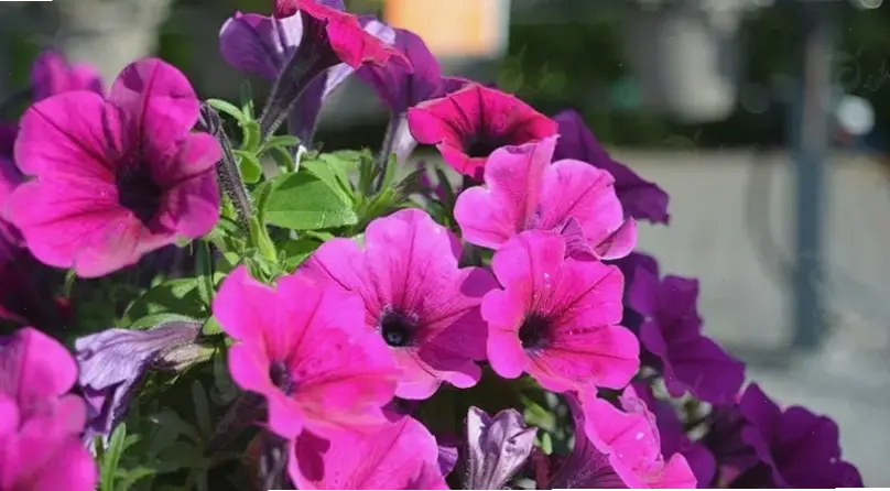 Bó hoa dạ yến thảo tươi thắm, món quà ý nghĩa với sắc màu rực rỡ, dành tặng cho người thân yêu.