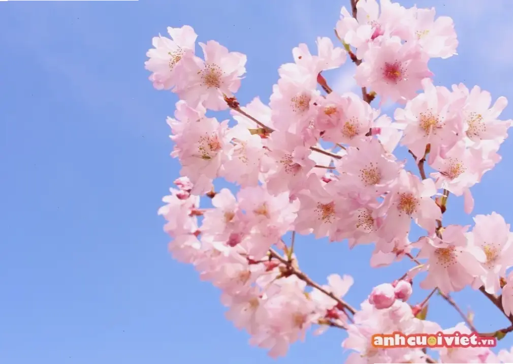 Bó hoa đào xinh xắn cho cô dâu, tạo khoảnh khắc cưới đầy màu sắc và đáng nhớ.