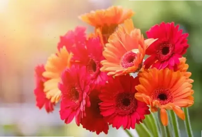 Bó hoa đồng tiền macro xinh xắn, lý tưởng để trao gửi tình yêu và lời chúc ấm áp trong mọi dịp đặc biệt.