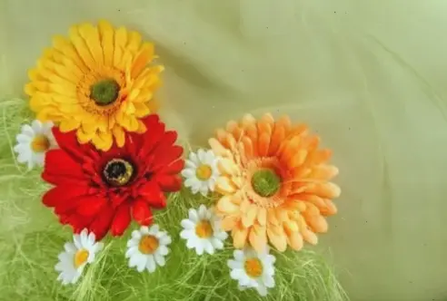 Bó hoa đồng tiền rực rỡ sắc màu, điểm tô không gian sống thêm tươi mới và tràn đầy năng lượng.