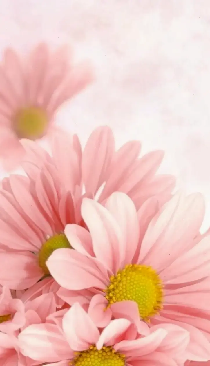 Bó hoa đồng tiền vàng lấp lánh, biểu tượng của sự thịnh vượng và niềm vui bất tận.