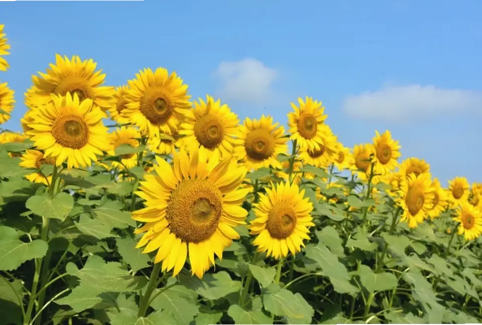 Bó hoa hướng dương mùa hè rực rỡ, gợi nhớ nắng vàng và niềm vui sôi động của những ngày hè tươi đẹp.