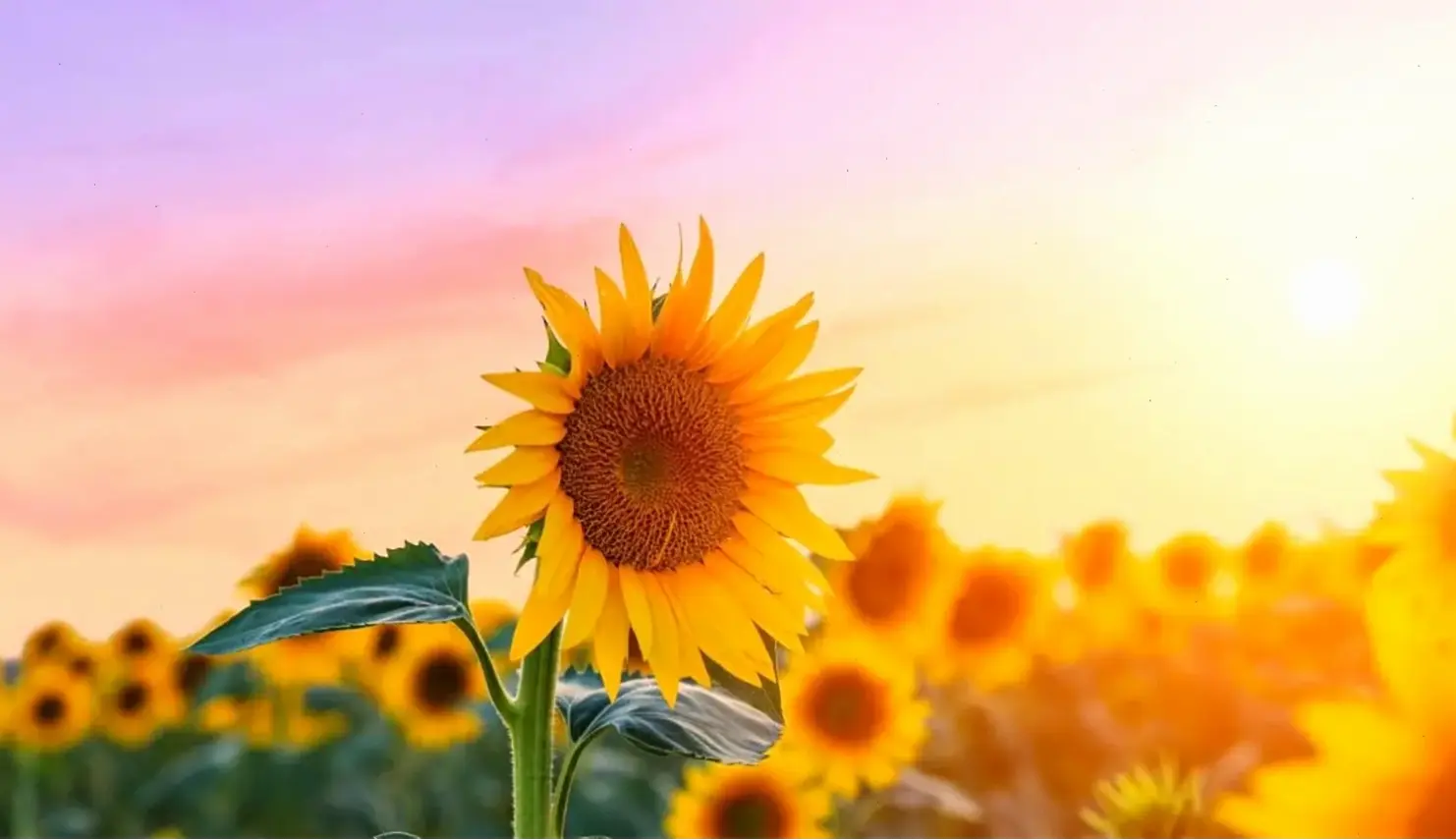 Bó hoa hướng dương xinh đẹp, món quà ý nghĩa thể hiện tình yêu và sự ấm áp chân thành.