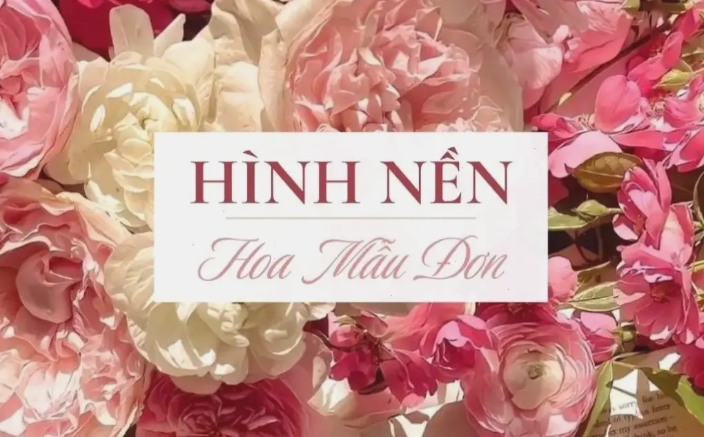 Bó hoa huỳnh liên xinh xắn, món quà ý nghĩa dành tặng người thân yêu.