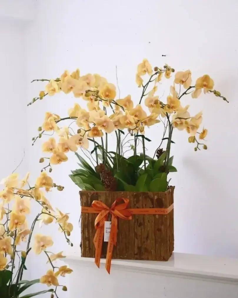 Bó hoa lan đón Tết rực rỡ, biểu tượng may mắn và thịnh vượng.