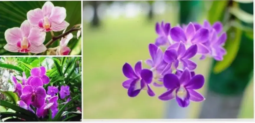 Bó hoa lan sang trọng đẳng cấp, lựa chọn hoàn hảo cho dịp đặc biệt.