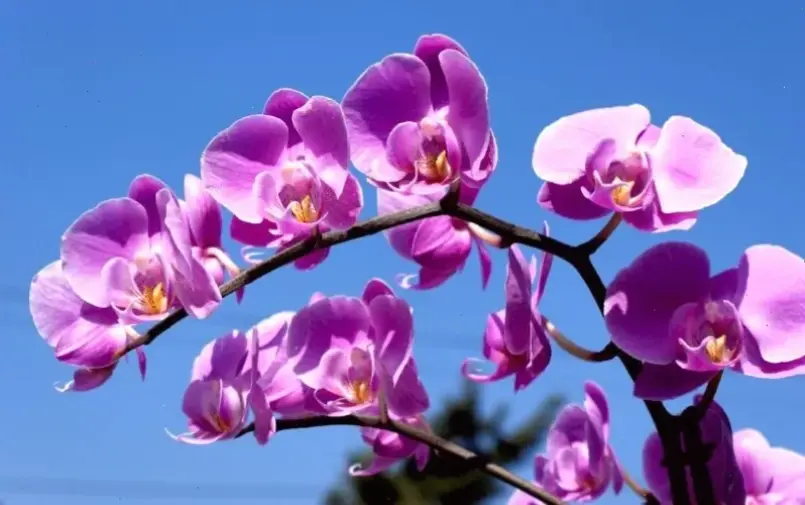 Bó hoa lan trang trí tươi mới, mang hơi thở thiên nhiên vào ngôi nhà bạn.