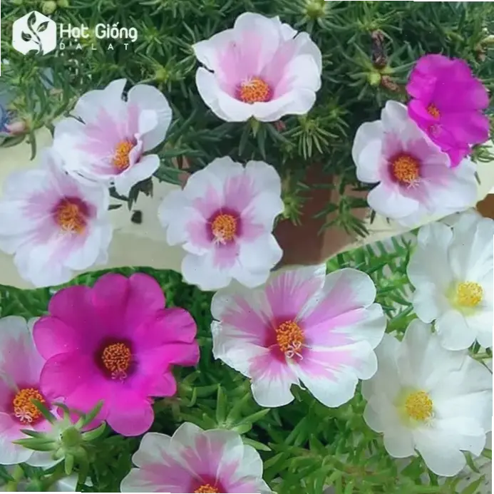 Bó hoa mười giờ xinh xắn, món quà ý nghĩa với sắc màu rực rỡ, mang hơi thở thiên nhiên đến tay người nhận.