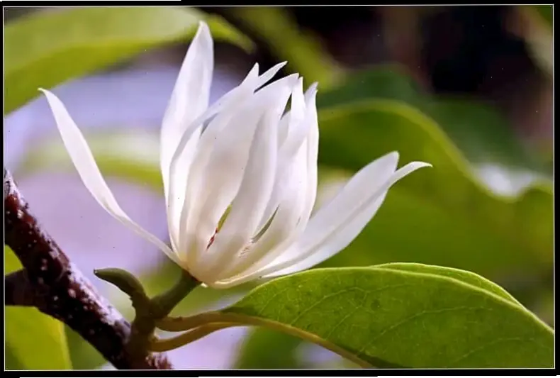 Bó hoa ngọc lan xinh đẹp là món quà ý nghĩa, tượng trưng cho tình yêu và sự tinh tế.