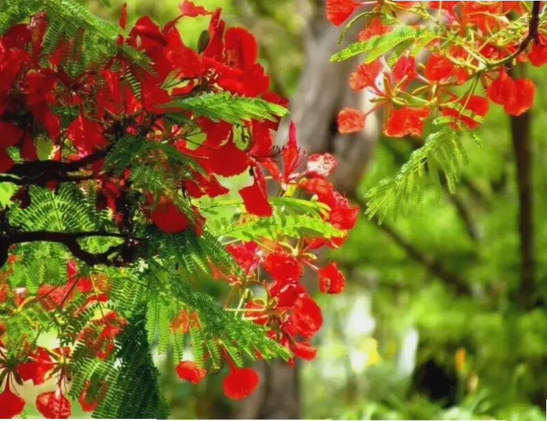 Bó hoa phượng xinh xắn, lý tưởng cho món quà ý nghĩa và tràn đầy sức sống.
