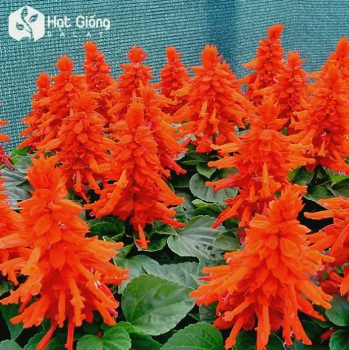 Bó hoa xác pháo rực rỡ, lý tưởng làm quà tặng ý nghĩa với màu sắc tươi mới.