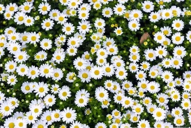 Bức tranh nghệ thuật của cúc họa mi, kết hợp vẻ đẹp tự nhiên với phong cách hiện đại, làm nổi bật màn hình.