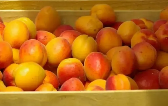 Các loại thực phẩm tốt cho hệ miễn dịch