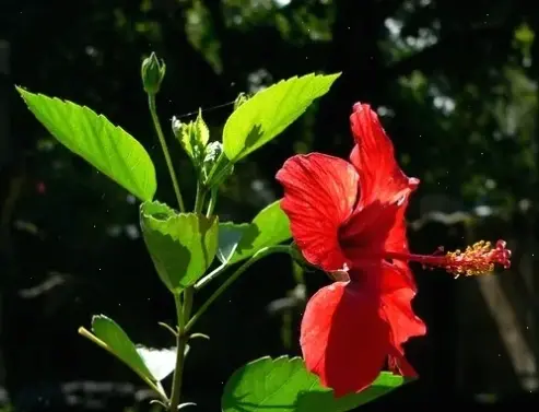 Cắm bình hoa dâm bụt để biến ngôi nhà thành khu vườn nhiệt đới, với màu sắc sống động và tươi mới.