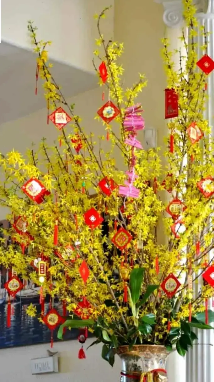 Cắm bình hoa mai cho Tết, cách đơn giản để đón chào năm mới đầy màu sắc tươi mới.