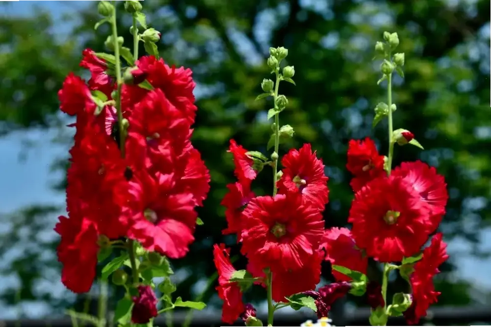 Cắm bình hoa mãn đình hồng để mang hương sắc thiên nhiên vào ngôi nhà ấm cúng.