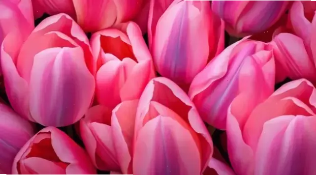 Cận cảnh hoa tulip nở rộ, chiêm ngưỡng vẻ đẹp tinh tế và sống động của thiên nhiên.