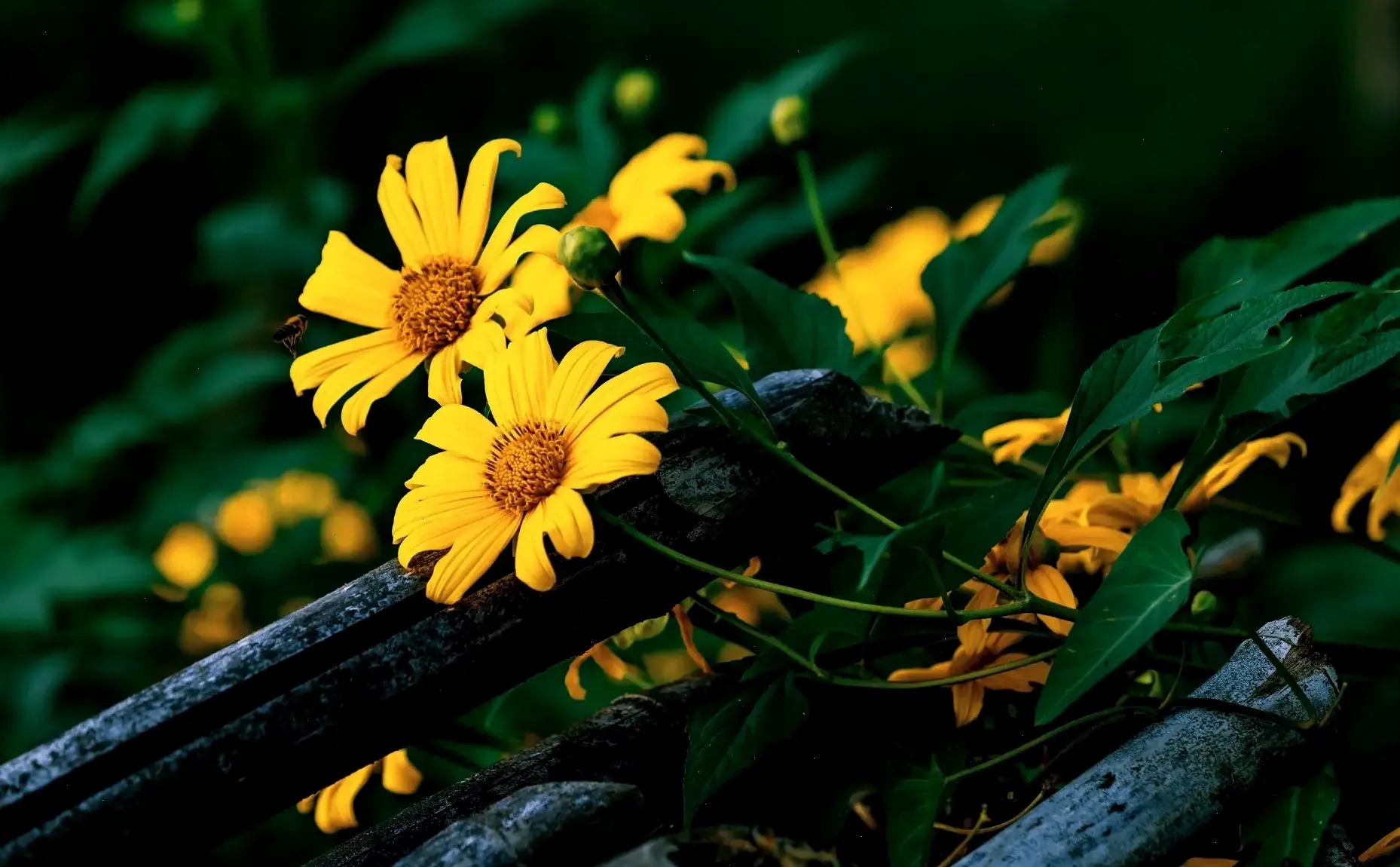 Cánh đồng hoa dã quỳ mênh mông, nơi bạn lạc lối trong biển vàng bất tận và không khí trong lành.