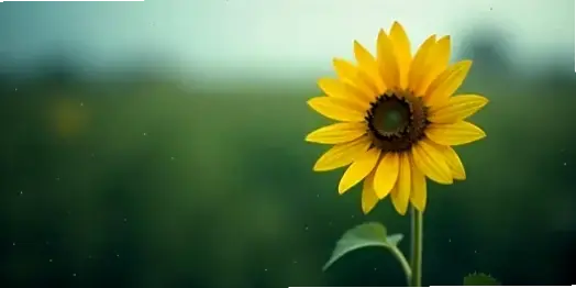 Cảnh đồng quê thơ mộng qua hoa hướng dương macro, bình dị và cuốn hút lạ kỳ.