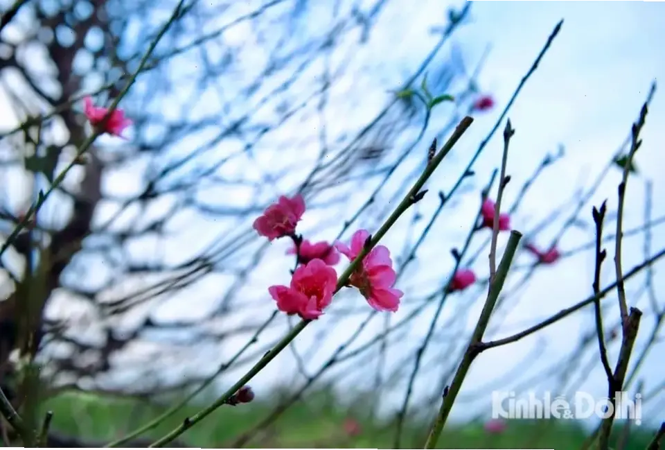 Cành hoa đào Tết Nhật Tân, mang lời chúc may mắn và hạnh phúc cho năm mới rực rỡ.