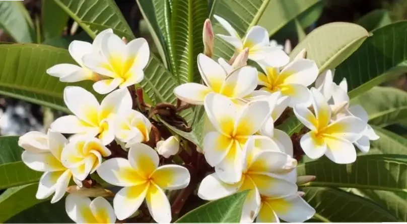 Chào đón mùa hè với hoa sứ rực rỡ, tượng trưng cho nắng ấm và niềm vui bất tận.